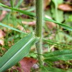 Panicum miliaceum Hoja