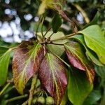 Hedera colchica Foglia