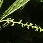 Bertiera bracteosa Habit