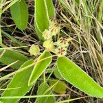 Melhania ovata Leaf