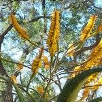 Aloe marlothii Flower