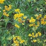 Euthamia graminifoliaFlower