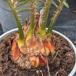 Cycas revoluta Otro