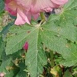 Alcea setosa Blad