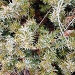 Juniperus rigida 叶