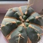 Gymnocalycium pflanzii Hoja