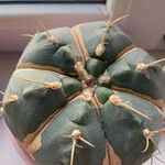 Gymnocalycium pflanzii 葉