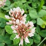Trifolium repens Květ