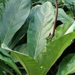 Anthurium schlechtendalii Yeri