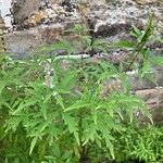 Vitex negundo Levél