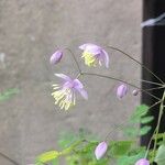Thalictrum delavayi Λουλούδι