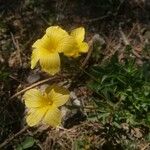 Linum campanulatum Virág
