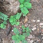 Phyllanthus amarus Leaf