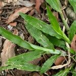 Axonopus compressus Leaf