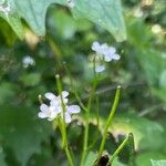 Arabidopsis halleri Cvet