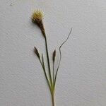 Carex halleriana Hoja