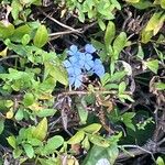 Plumbago auriculataFlower