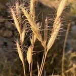 Bromus lanceolatus 果実