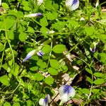 Vicia cypria Hoja