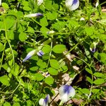 Vicia cypria