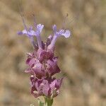 Salvia pachyphylla Цвят