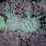 Opuntia macrorhiza Habitus