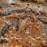 Coelocaryon preussii Corteza