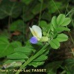 Vicia laeta 花