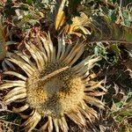 Carlina acanthifoliaBlüte