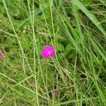 Dianthus alpinus Blomma