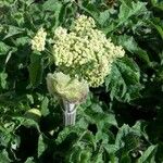 Heracleum sphondyliumFlower