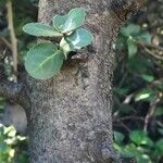 Mystroxylon aethiopicum 树皮