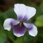 Viola hederacea Bloem