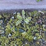 Woodsia ilvensis Feuille