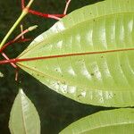 Miconia lateriflora Feuille