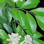 Murraya paniculata 叶