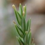 Crucianella angustifolia 果