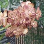 Vanda coerulescens Flors