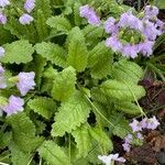 Primula sieboldii Hostoa