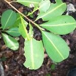 Erythroxylum suberosum Folla