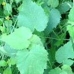 Abutilon hirtum Leaf