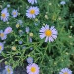 Symphyotrichum novi-belgiiപുഷ്പം