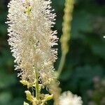 Actaea racemosa Flower