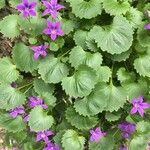 Campanula poscharskyanaफूल