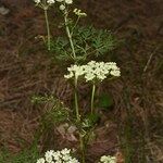 Cnidium silaifolium Habit