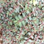 Euphorbia prostrata Foglia