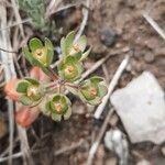 Androsace maxima Flower