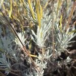 Lavandula latifolia Leaf