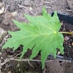 Rheum palmatum برگ