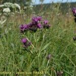 Serratula tinctoria Flors